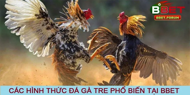 Các hình thức đá gà tre phổ biến tại BBET 