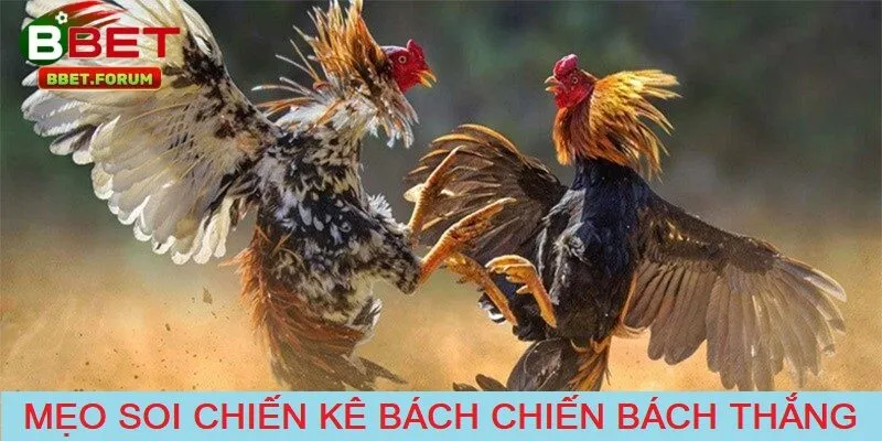 Các mẹo soi chiến kê “bách chiến bách thắng”