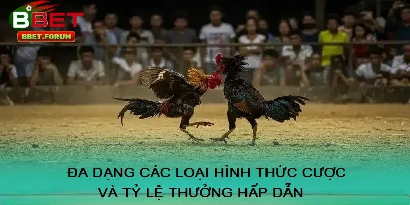 Đa dạng các loại hình thức cược và tỷ lệ thưởng hấp dẫn tại đá gà BBET 