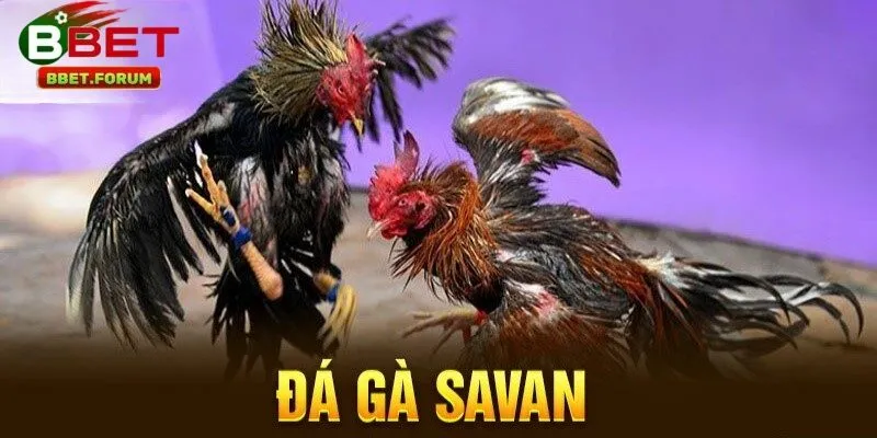 Đá Gà Savan BBET là những trận đấu kịch tính được truyền hình trực tiếp từ trường gà nổi tiếng Savannakhet (Lào)