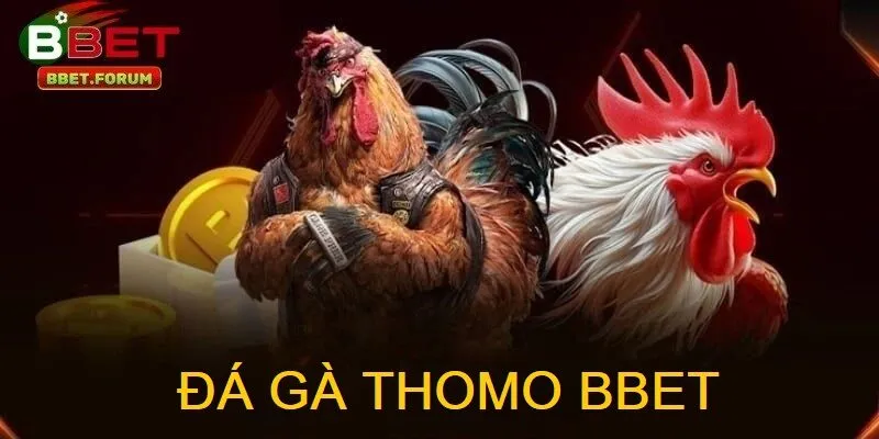 Đá Gà Thomo BBET là hình thức xem và cá cược các trận đấu gà được phát sóng trực tiếp từ trường gà Thomo