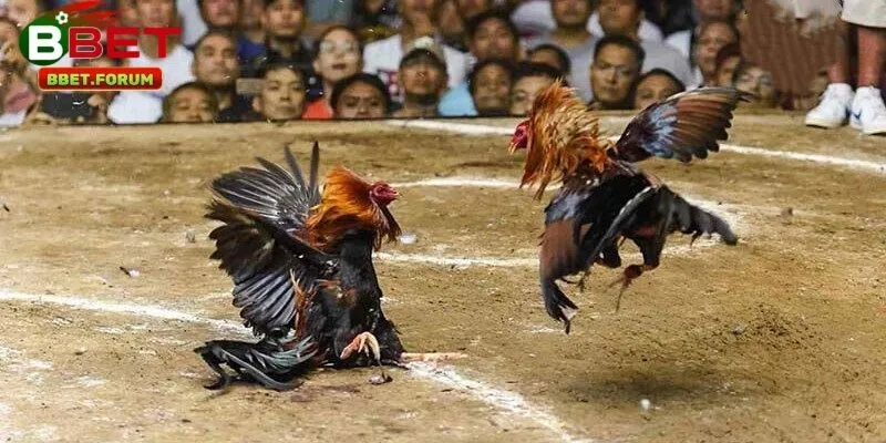 Lịch phát sóng và các giải đấu nổi bật trên đá gà trực tuyến BBET 