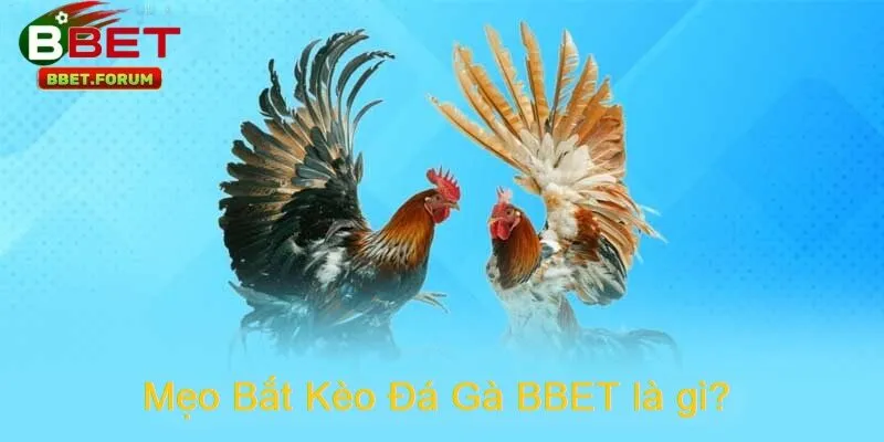 Mẹo Bắt Kèo Đá Gà BBET là tập hợp những kỹ năng, phương pháp và kinh nghiệm mà các cao thủ lâu năm đúc kết được qua hàng trăm trận đấu