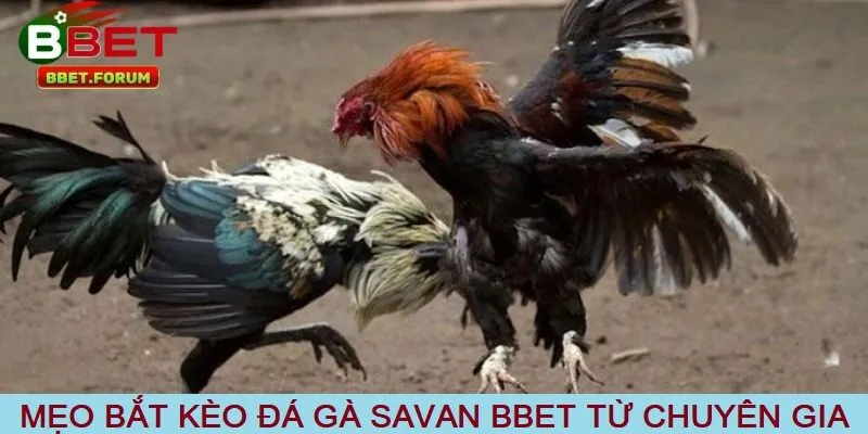 Mẹo bắt kèo đá gà savan tại nhà cái BBET từ chuyên gia