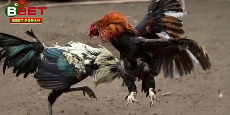 Mẹo cá cược hiệu quả khi xem đá gà thomo BBET 