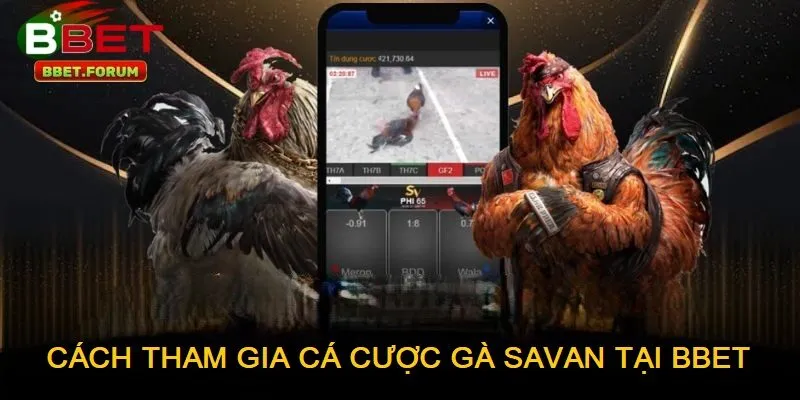Tham gia cá cược đá gà savan tại BBET chỉ với vài bước đơn giản 